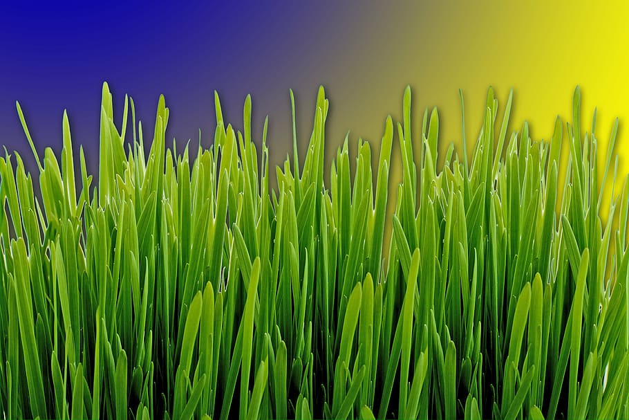 grass, meadow, green, forest, nature, grasses, blade of grass HD wallpaper