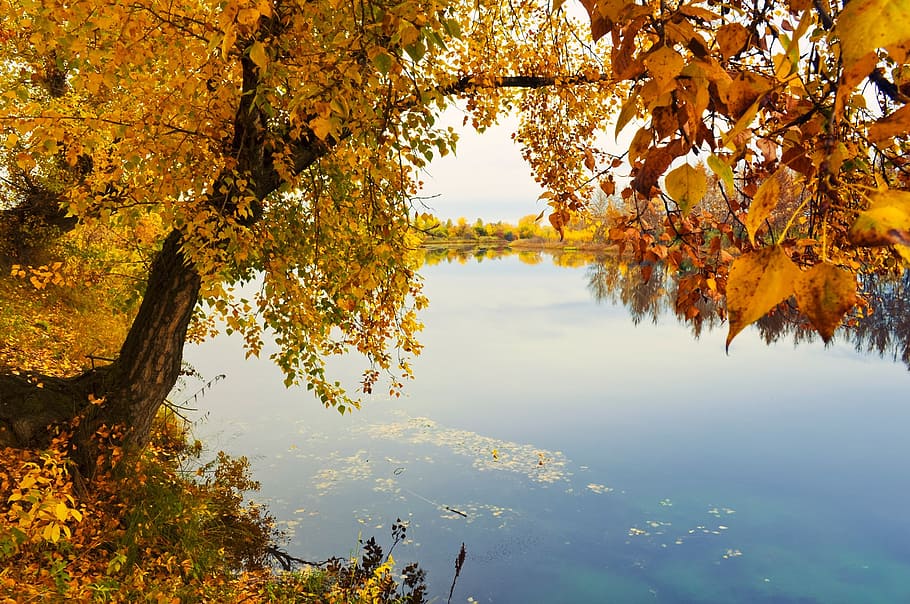 brown leaf tree near body of water, river, nature, landscape HD wallpaper