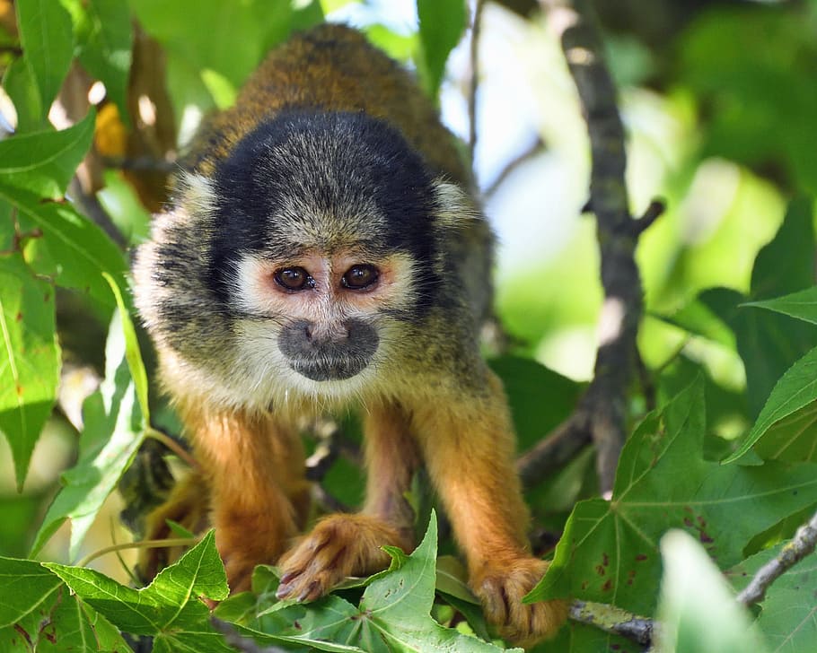 monkey, saimiri in peru, tree, animal themes, one animal, mammal HD wallpaper