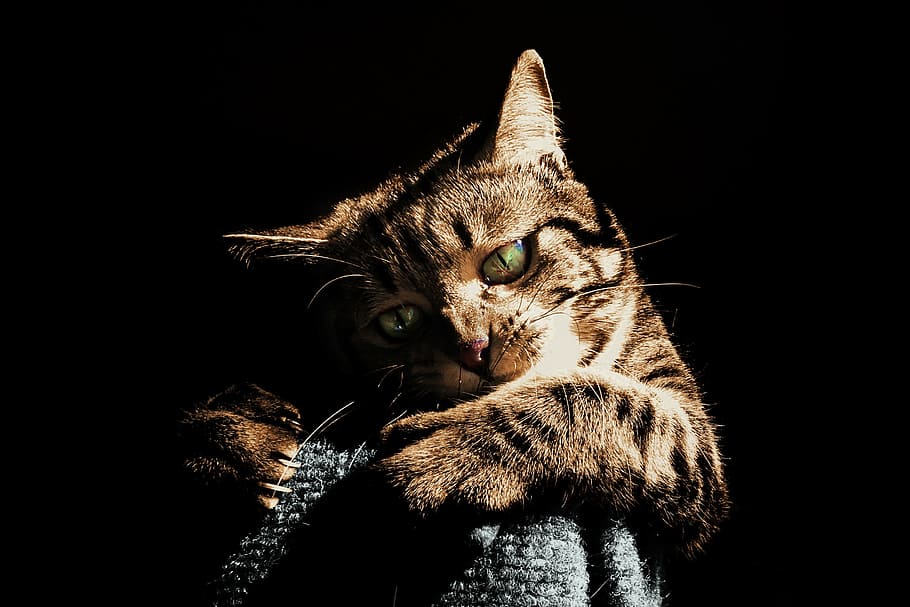 animal, pet, cute, cat, adorable, feline, kitty, tabby, domestic cat HD wallpaper