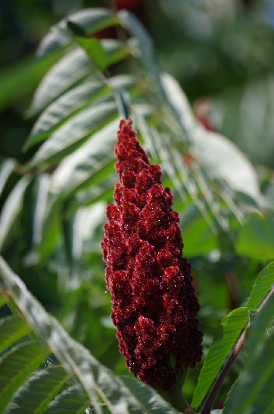 sumac lever, pepper, tree, growth, red, plant, close-up, no people HD wallpaper