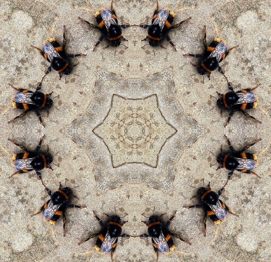 circle form of yellow-and-black bumblebees, Insects, Kaleidoscope HD wallpaper