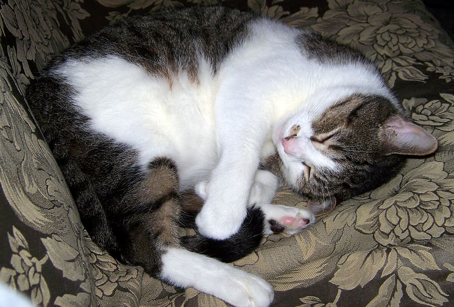 short-haired cat lying on floral cushion, sleeping, animal HD wallpaper