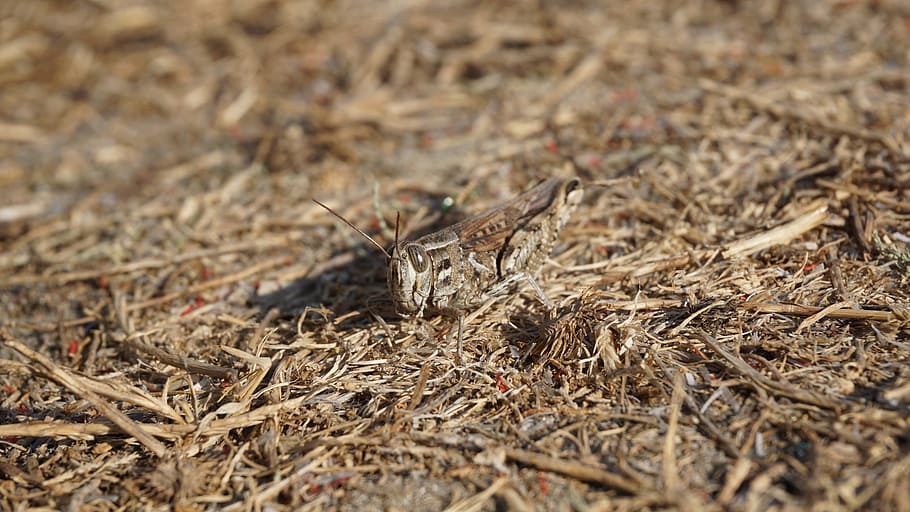 grasshopper, insect, animal, close, brown, nature, day, animal themes HD wallpaper
