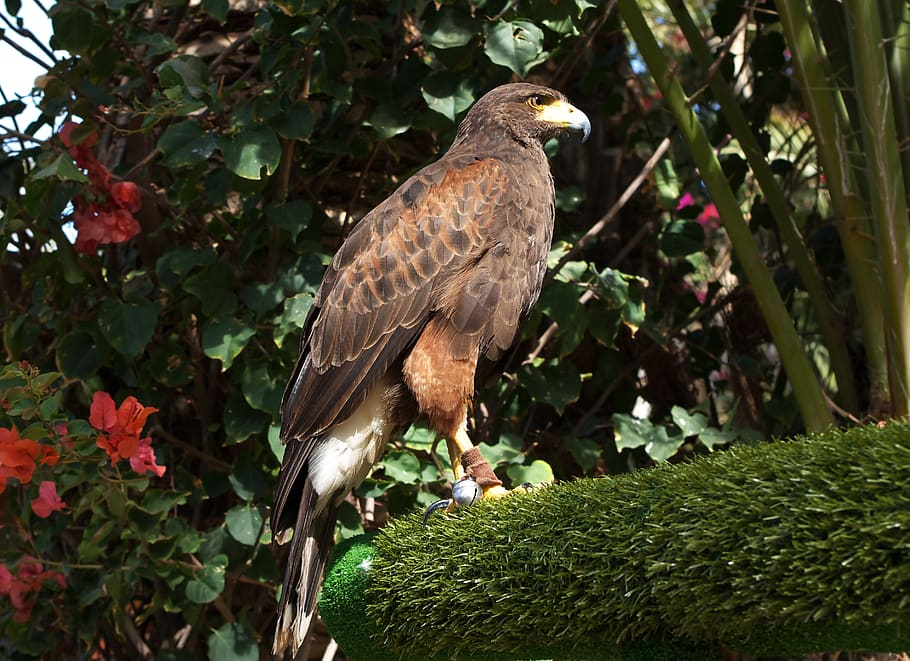 parabuteo unicinctus, bay-winged hawk, dusky hawk, predator