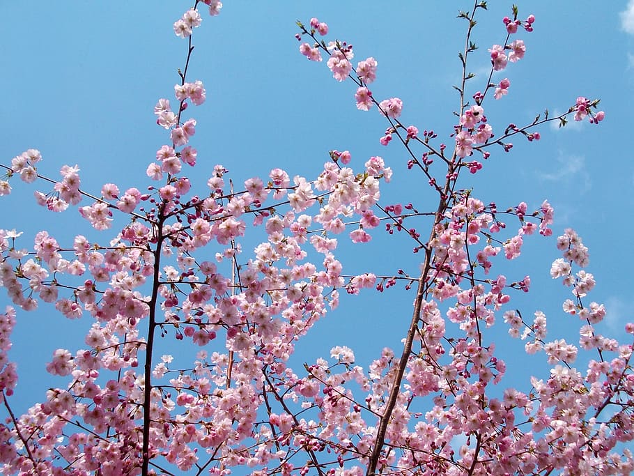 spring flowers, tree, landscape, beauty, garden, day light HD wallpaper