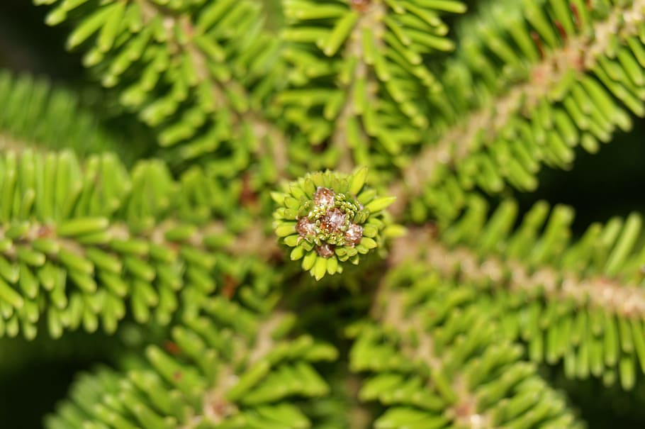 Spruce, Plant, Nature, Macro, up close and personal, growth HD wallpaper