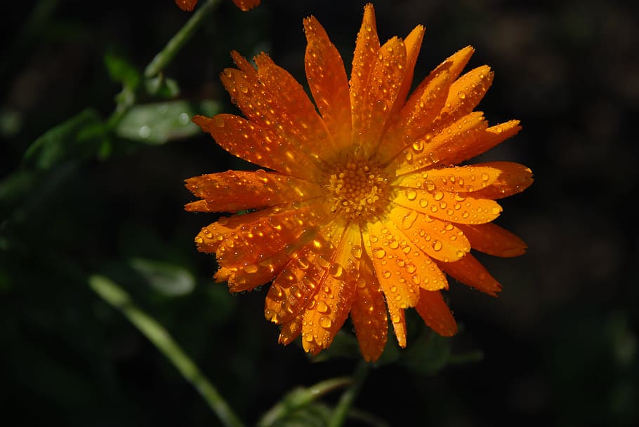 Flower, Bouquet, Leaf, Nature, Green, water, drop orange sun HD wallpaper