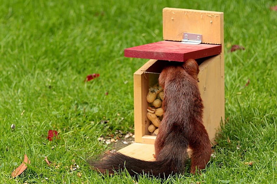brown squirrel standing on green grass, Animal, Sciurus, foraging HD wallpaper