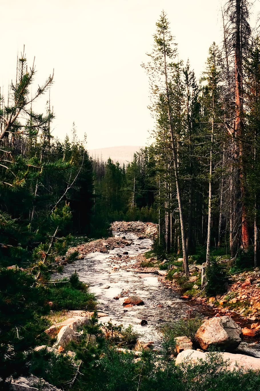 river surrounded by trees during daytime, stream, landscape HD wallpaper