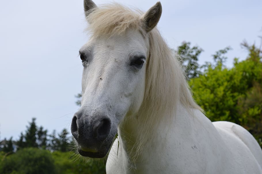 Horse, White, Mold, Mane, Pet, Friendly, animal, stallion, outdoors HD wallpaper