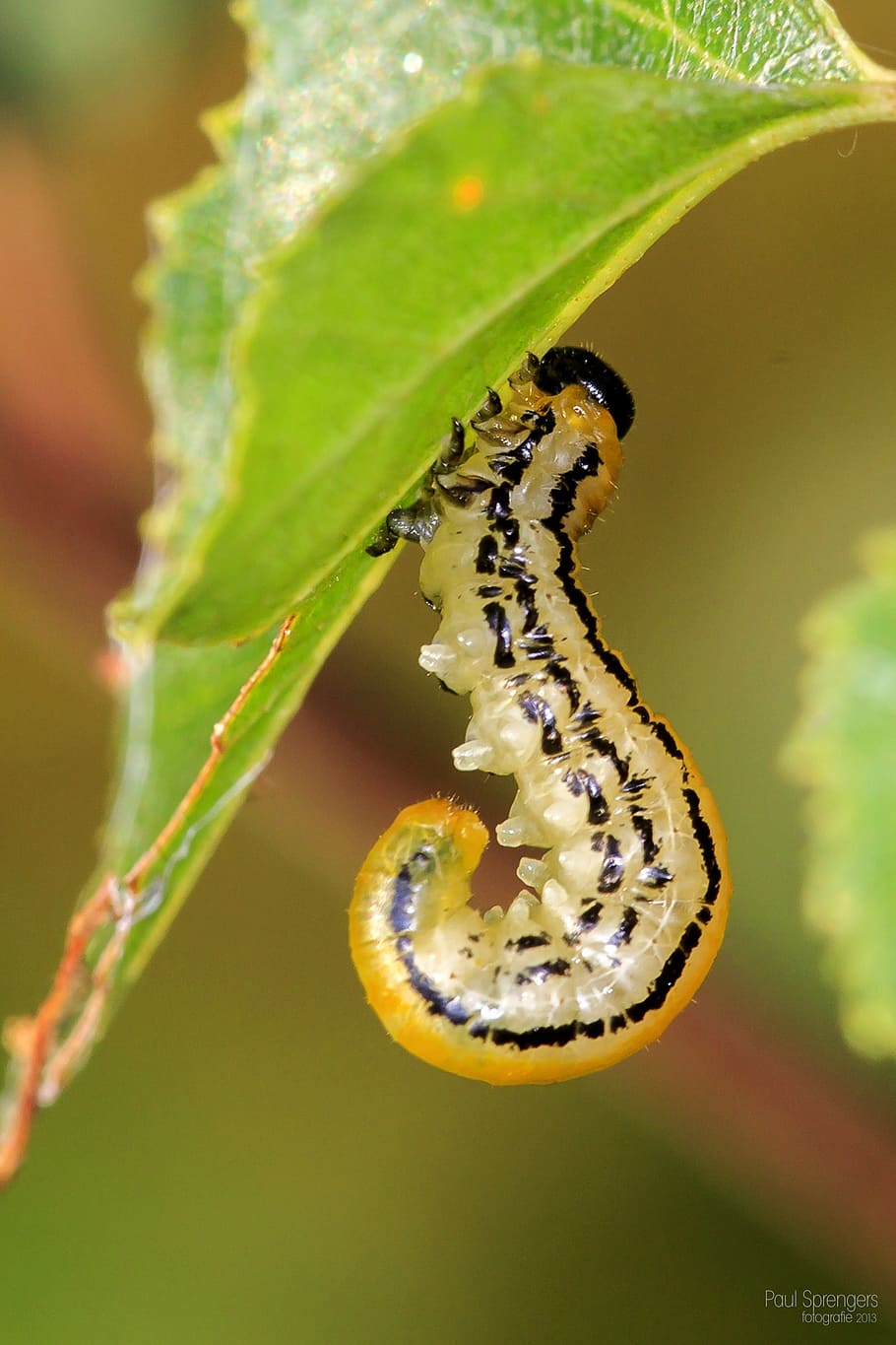 caterpillar, macro, nature, one animal, animals in the wild HD wallpaper