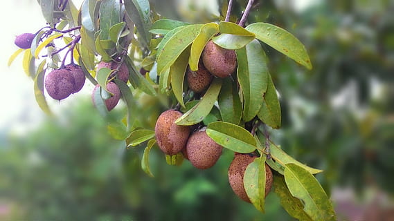 sapodilla, fruit, food, nature, agriculture, ripe, freshness HD wallpaper