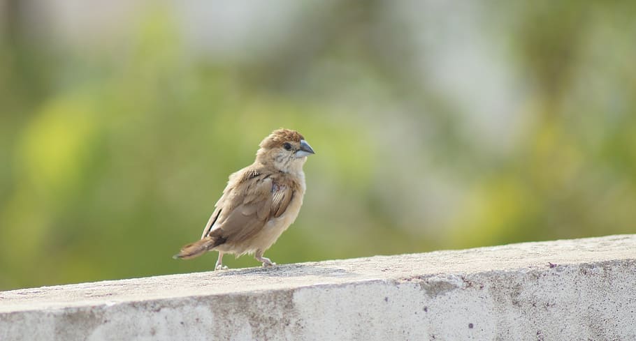 bird, fly, wings, feather, wildlife, beak, dom, outdoor, avian HD wallpaper