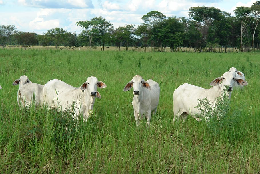 Having You, Cattle, Pastures, domestic animals, dog, grass HD wallpaper