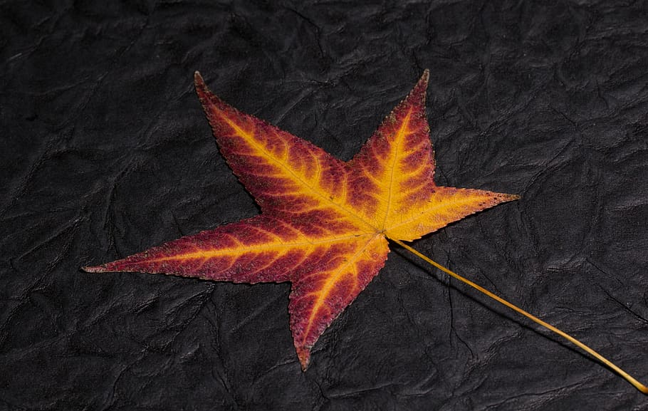 leaf, foliage leaf, colorful, structure, background, amber tree HD wallpaper