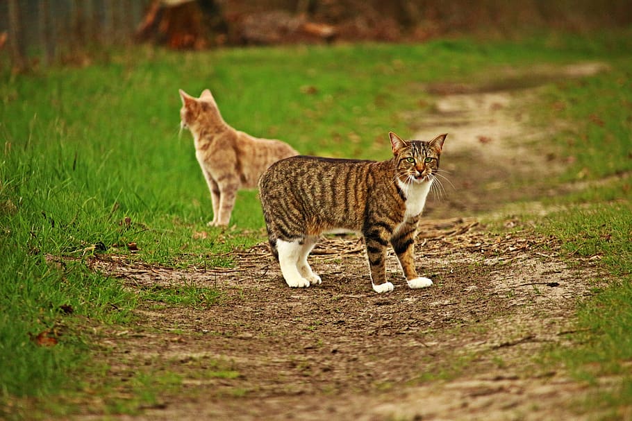 selective focus photography of two cats standing on pathway in between grass field at daytime, HD wallpaper