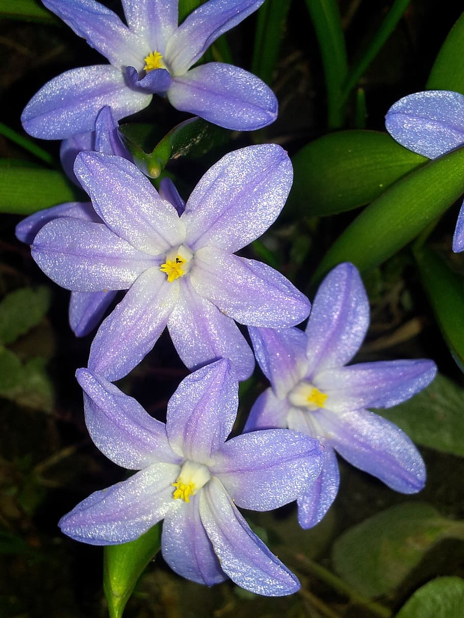 flower, dark, purple, flowering plant, growth, petal, beauty in nature HD wallpaper