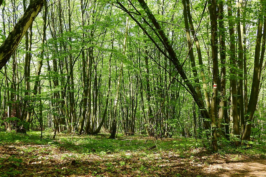 Coppice, Forest, Devin, polykormon, moravia, nature, tree, tranquility HD wallpaper