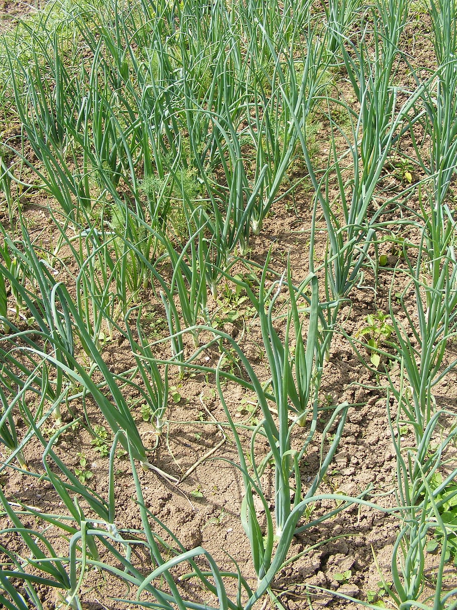 Allium, Bulb, Cepa, Cooked, Field, garden, green, onion, salads HD wallpaper