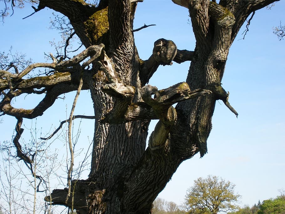 oak, oak tree, gnarled, bizzar, tree faces, forest spirit, tree spirit HD wallpaper
