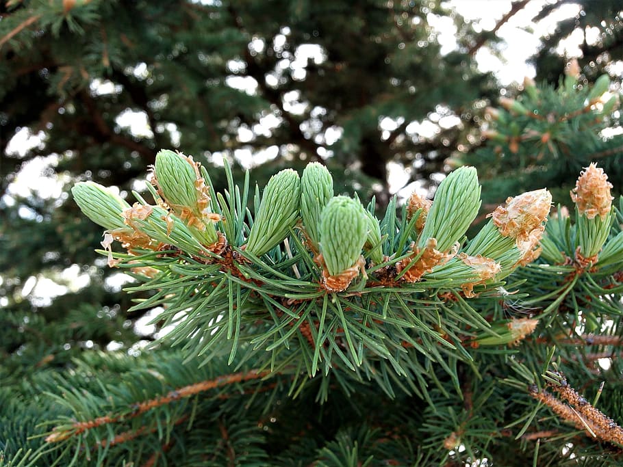 pine, seed, plant, tree, macro, green color, growth, pine tree HD wallpaper