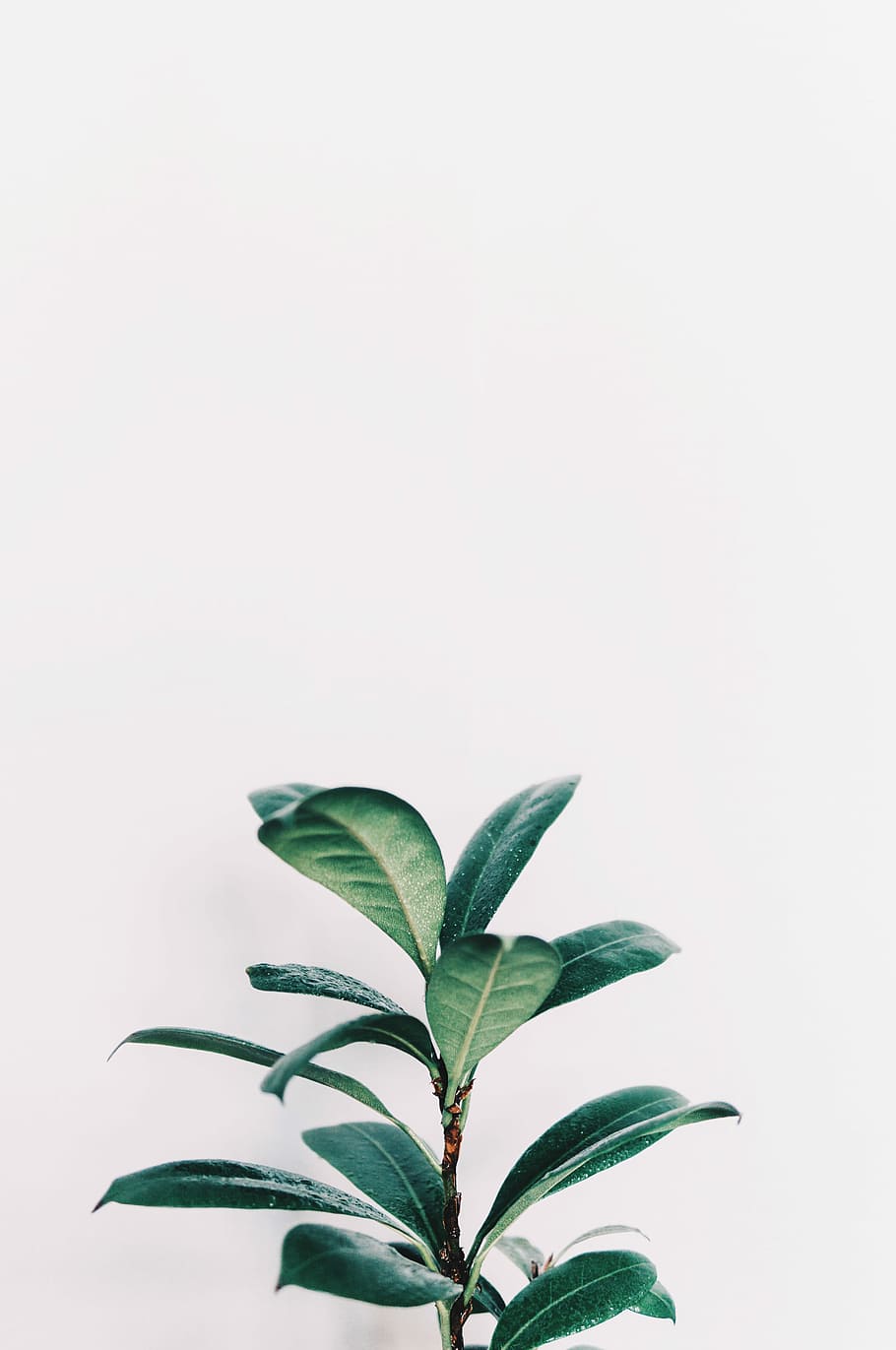 green leafed plant closeup photo, green leafed plant, plant part HD wallpaper