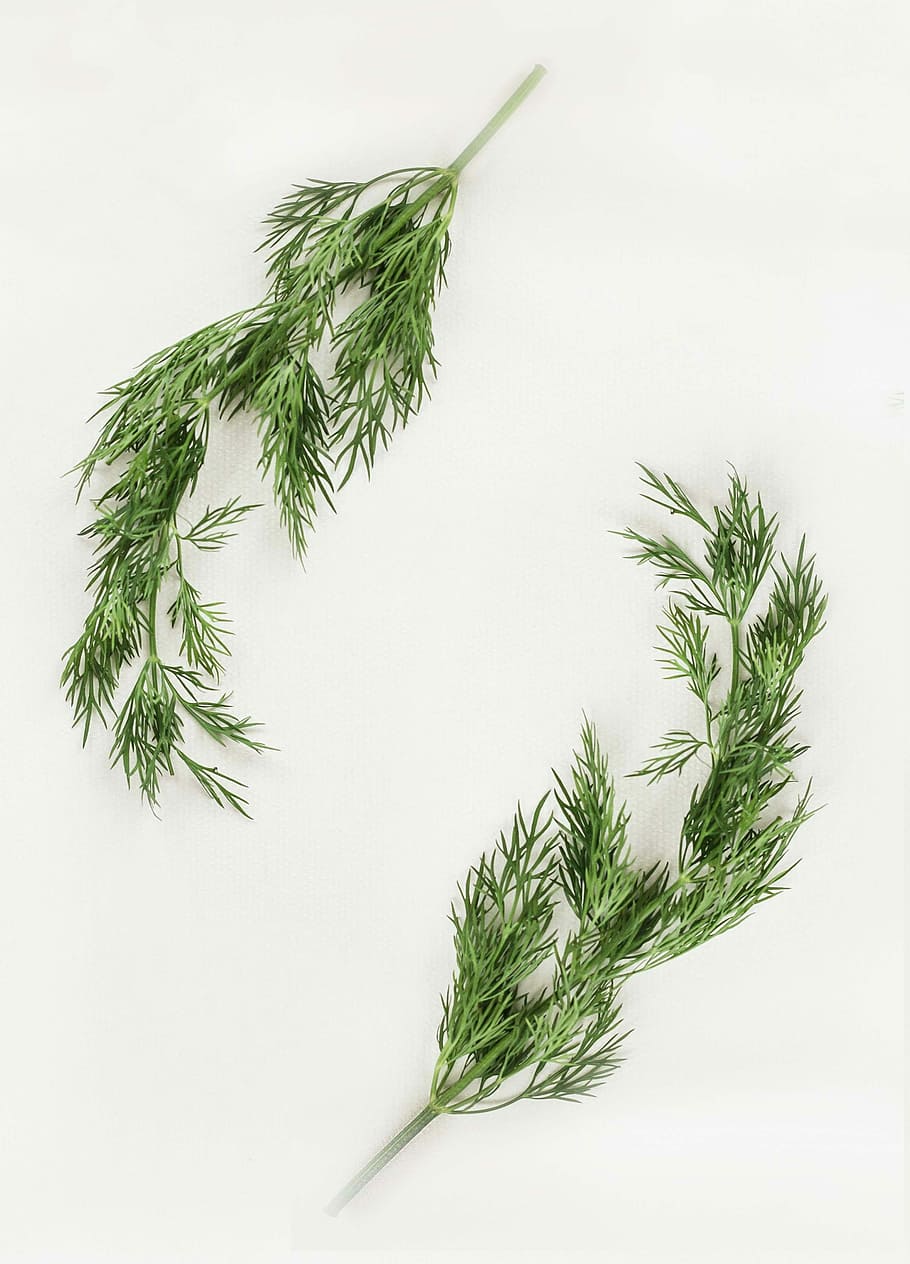 green leafed plants on white background, two green leaves on white textiles HD wallpaper