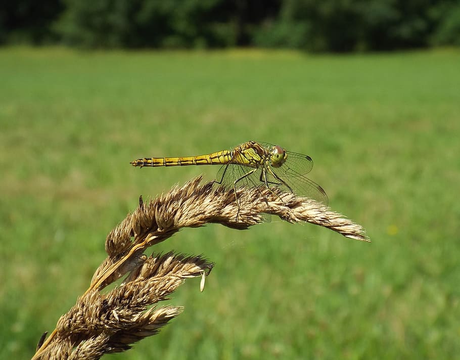 summer, dragonfly, insect, close, animal, flight insect, wildlife photography, HD wallpaper