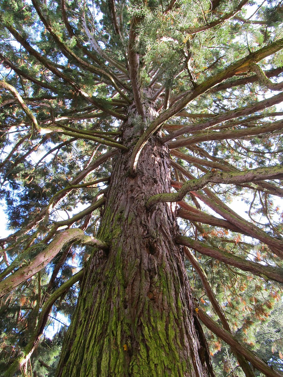 tree, forest, old tree, nature, plant, trunk, tree trunk, growth HD wallpaper
