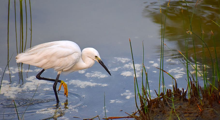 white bird on body of water, white crane, fishing, aquatic bird