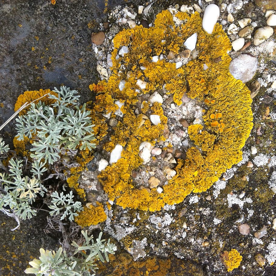 moss, colors, coast, yellow, flower, plant, growth, flowering plant HD wallpaper