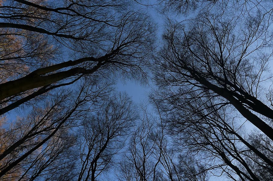 brunches, trees, autumn, winter, sky, nature, branch, forest HD wallpaper