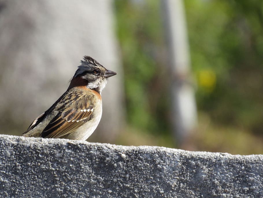 tico tico, bird, animal themes, one animal, animals in the wild HD wallpaper