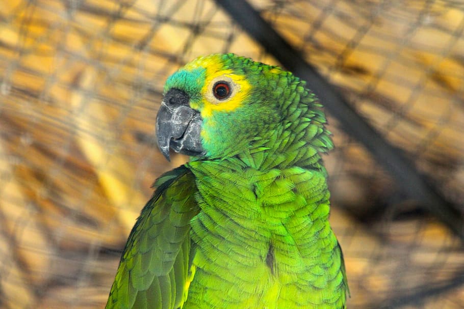 amazon, parrot, amazona amazonica, venezuelan amazon, orange-winged amazon, HD wallpaper