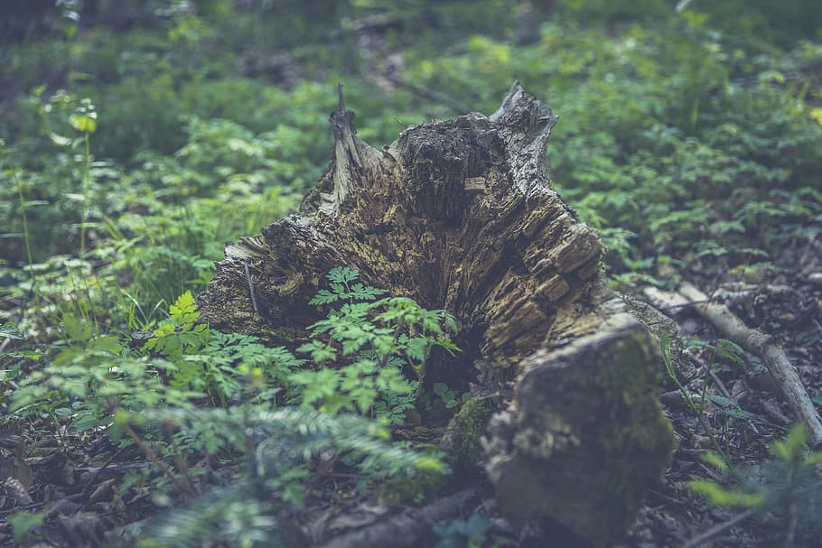 forest, tree, nature, landscape, pine cones, mood, branch branches HD wallpaper