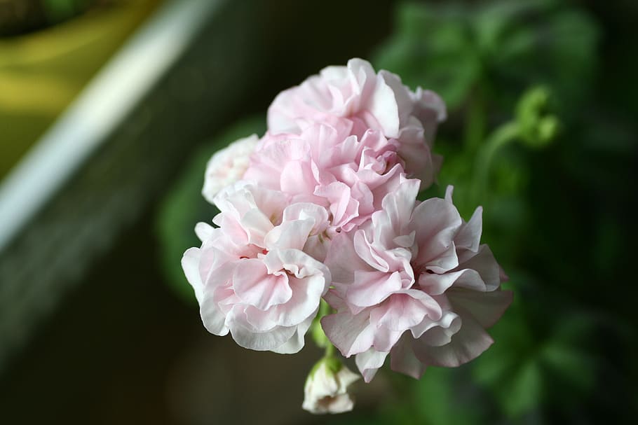 geranium, flowers, flowering plant, beauty in nature, pink color HD wallpaper