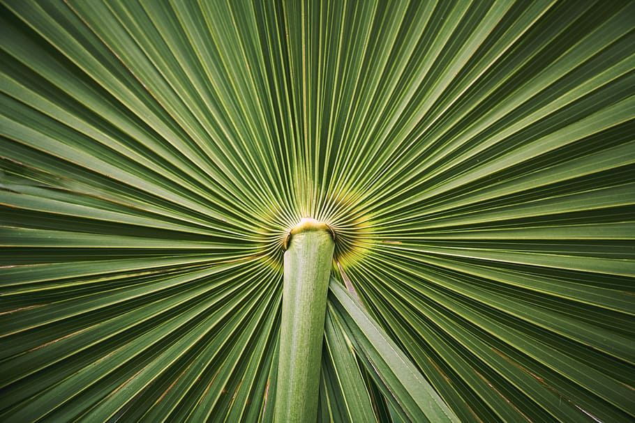 green leaf, untitled, plant, palm tree, green color, tropical climate HD wallpaper