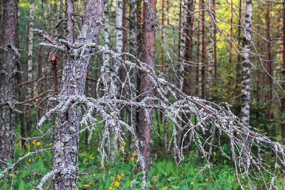 forest, nature, summer, tree, land, plant, trunk, tree trunk HD wallpaper