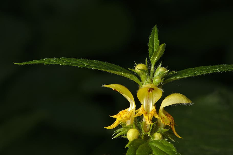 spring, dead nettle, galeobdolon, plant, beauty in nature, green color HD wallpaper