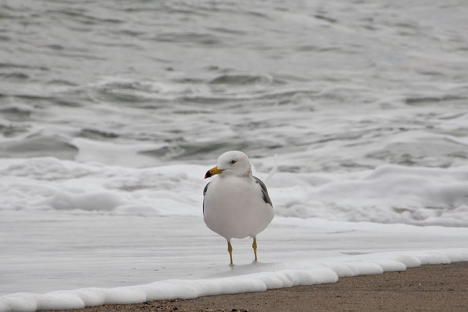 Animal, Sea, Beach, Wave, Foam, Bubble, seagull, seabird, wild animal HD wallpaper