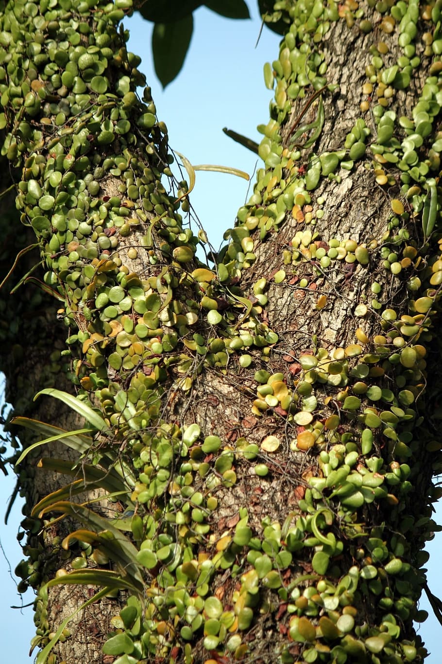 Vine, Tree, Nature, Natural, Branch, environment, growth, rural HD wallpaper