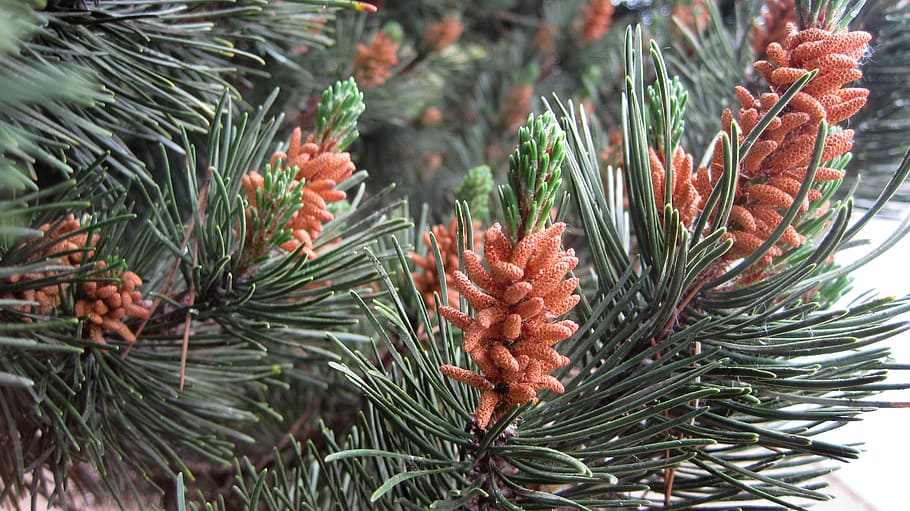 pine, pollen, tree, pine pollen, healthy, superfood, pine tree HD wallpaper