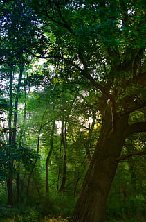 dawn, sunbeam, forest, green, hell, rays, shining, incidence of light HD wallpaper