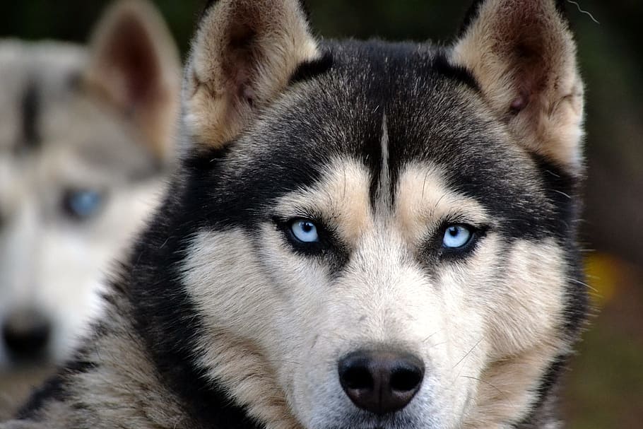 black and brown Siberian Husky, dog, huskies, animal, eyes, view, HD wallpaper