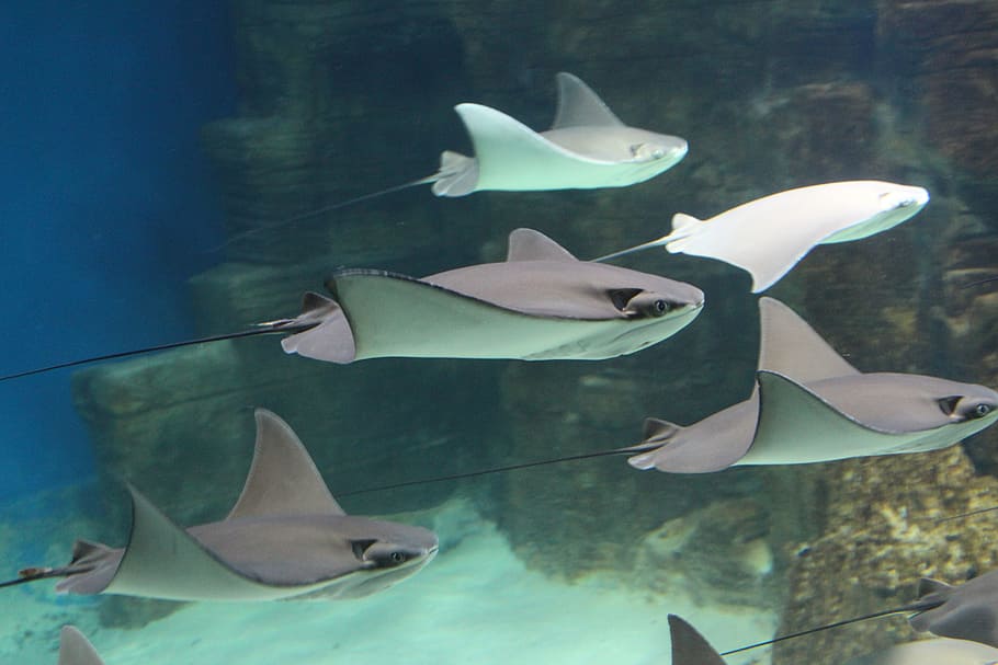 stingray under the sea, scat, aquarium, ocean, danger, fish HD wallpaper