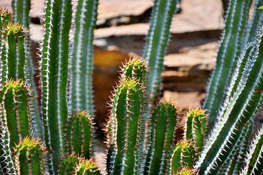 cactus, spur, green, prickly, plant, thorns, nature, pointed HD wallpaper