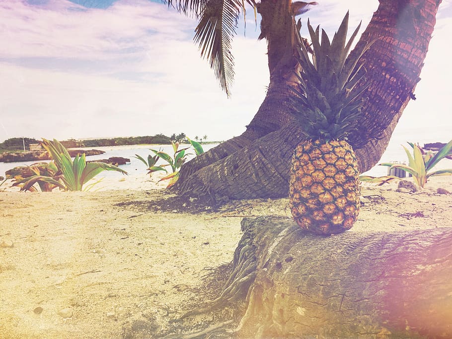 pineapple, dessert, appetizer, fruit, juice, crop, beach, ocean HD wallpaper