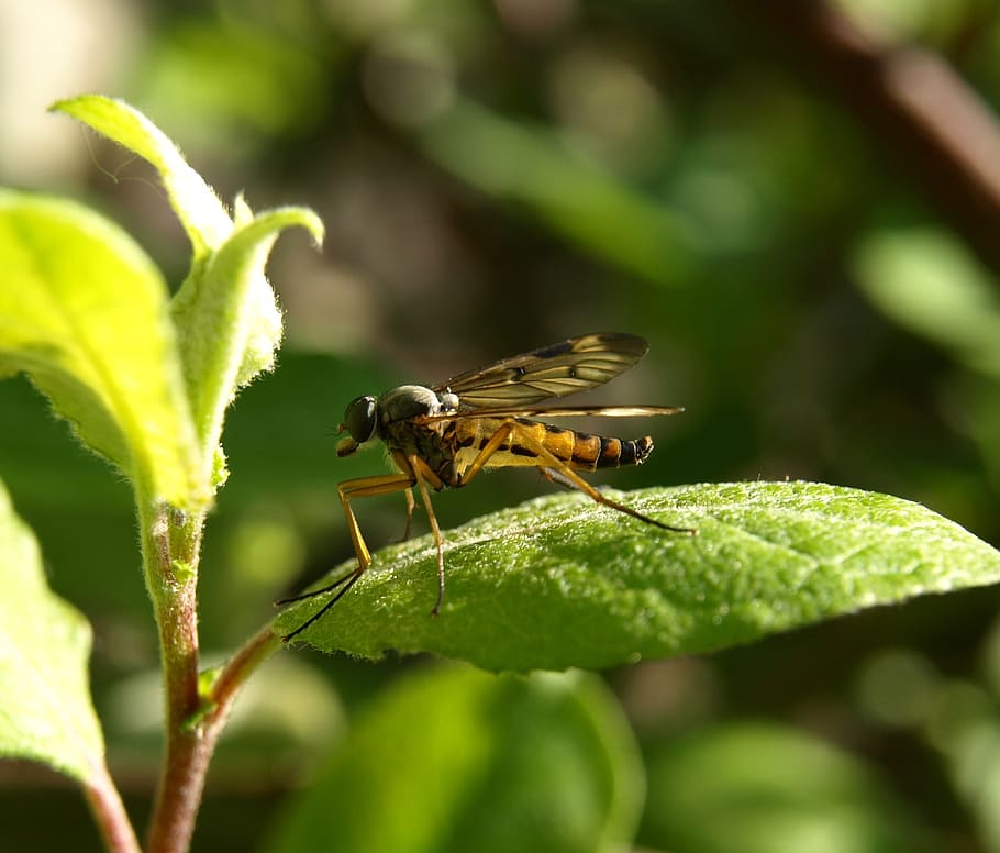 insect, mosquito, close, invertebrate, animal wildlife, animal themes HD wallpaper