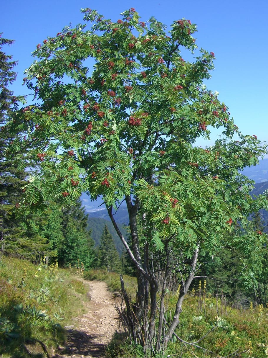 mountain ash, rowan, berries, red, sky, blue, path, away, trail HD wallpaper
